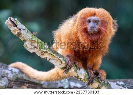 An endangered and rare Golden Lion Tamarin is curiously looking towards the left in a forest near Unamar, Rio de Janeiro State, Brazil Royalty-Free Stock Photo #2157730103