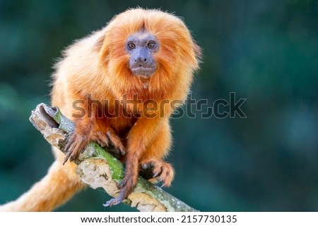 An endangered and rare Golden Lion Tamarin is sitting on top of a branch in a forest near Unamar, Rio de Janeiro State, Brazil Royalty-Free Stock Photo #2157730135