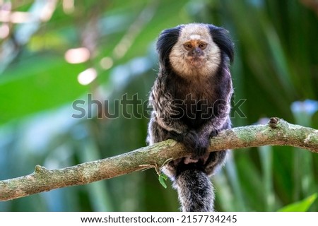A Geoffroy's Marmoset, also called White-headed Marmoset, is sitting very cute in the forest of the National Institute of the Atlantic Foresta, Santa Teresa, Espírito Santo State, Brazil