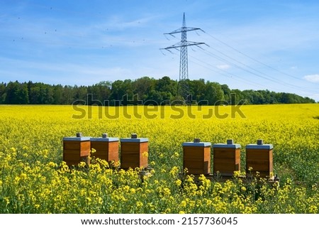 bee hives in the raps feald at suny day and blue sky. Baden Wuerttemberg