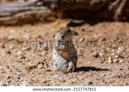 Adult female round tail ground squirrel, Xerospermophilus tereticaudus, Grooming in the early morning, tail, face and body. Very cute and adorable wildlife, a rodent found in the Sonoran Desert.