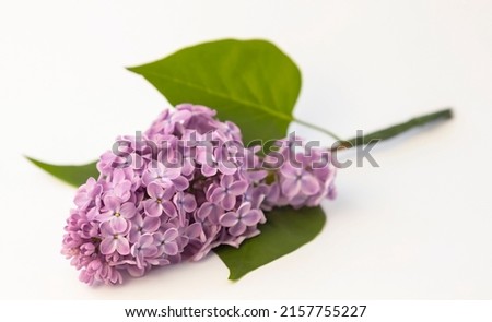 Purple lilac flowers with green leaves. Close up.