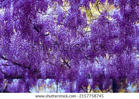 Clusters of wisteria flowers. Hanging purple wisteria flowers. Wisteria climbers on wooden trellis. Spring blooming landscape.