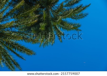 palm tree leaves isolated on blue background