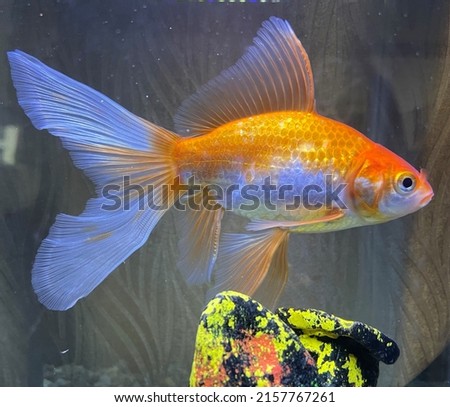 gold fish in his fish tank