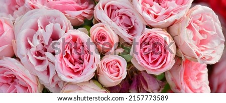 Pink roses on a rosebush in a garden in spring Royalty-Free Stock Photo #2157773589