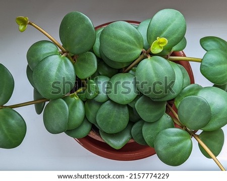 Top-down view of peperomia tetraphylla "Hope" plant in terracotta pot.