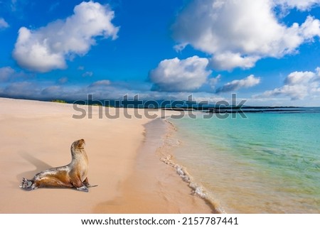 Ecuador. The Galapagos Islands. Seals are sleeping on the beach. Beaches of the Galapagos Islands. Pacific Ocean. Seals in Ecuador. Animals of the Galapagos Islands. Royalty-Free Stock Photo #2157787441