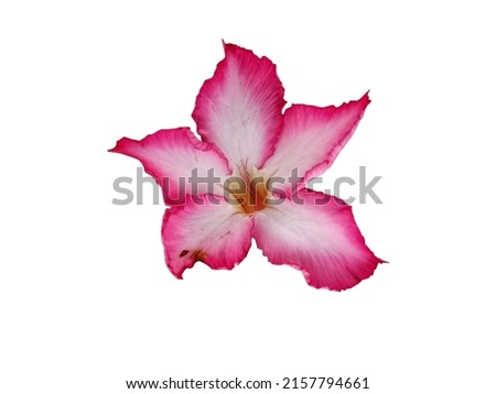 Pink and white azalea flowers with natural patterns on a white background.