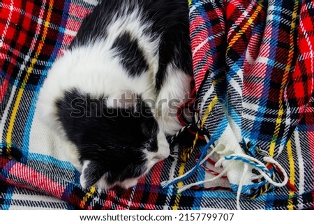 Cute lazy cat is lying on a checkered plaid