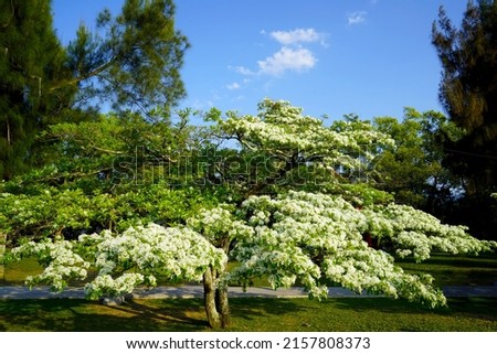 The white flowers of Chinese Fringe tree(Chionanthus retusus). As the flowers fade, the petals fall to the ground like snow. Taoyuan, Taiwan. Royalty-Free Stock Photo #2157808373