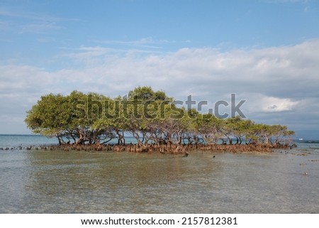 Mangrove trees are very much needed on the beach