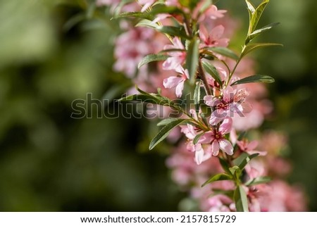Almond flowers. Spring, nature wallpaper. A flowering almond tree in the garden. Blooming pink flowers on the branches. Macro photography.