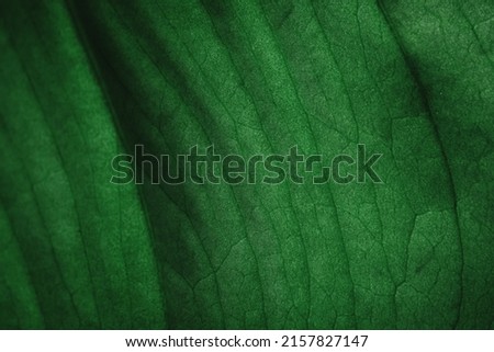 tropical leaves, abstract green leaves texture, nature background. Close-up tree leaf background. Natural background. Macro leaf. soft focus Royalty-Free Stock Photo #2157827147