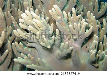 Detail of coral reef. Leather Coral (Sinularia sp) - underwater macro photography. Scuba diving on the tropical coral reef. Sinularia Finger coral. Wild marine life, travel picture.