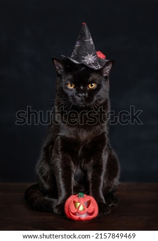 Adult black cat wearing hat for halloween sits with pumpkin