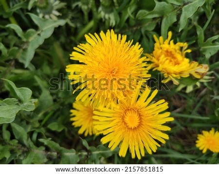 Yellow dandelions on the background of green grass. Macro photography.