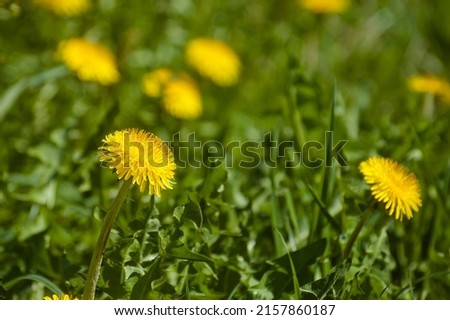 spring background, pictured green meadow and wild flowers in spring.