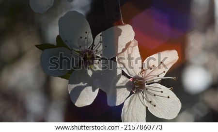 white flowers in spring, in the photo white flowers of a flowering tree on a gray background in spring, close-up.