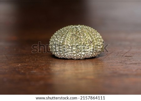 A dried Sea Urchin shell (test). It is an echinoderm with fivefold symmetry. The living animal has spines and tube feet for locomotion. It lives on the seabed and eats algae and sessile creatures.UK. Royalty-Free Stock Photo #2157864111