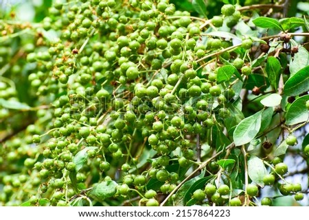 Heena Lawsonia inermis bunch of young green fruitat end branch, Used as herbal hair dye.