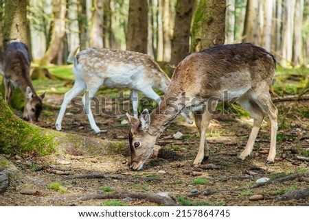 Deer in the forest in summer. Selective focus. animal.
