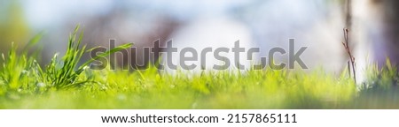 Natural strong blurry panorama background of green grass blades close up in the countryside. Pastoral scenery. Selective focusing on foreground with copyspace.