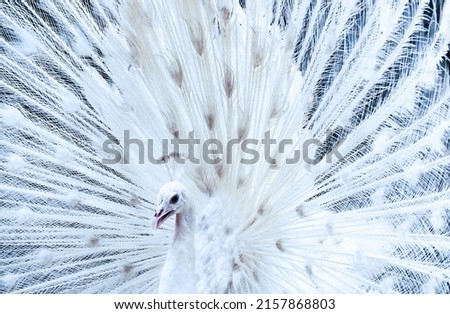 White peacock opening feathers. The most beautiful white peacock