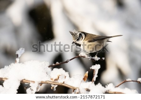 A small passerine European Crested tit, Lophophanes cristatus perched on a snowy twig during a sunny winter day in boreal forest	 Royalty-Free Stock Photo #2157872171