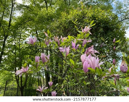 Beautiful magnolia in the spring park 