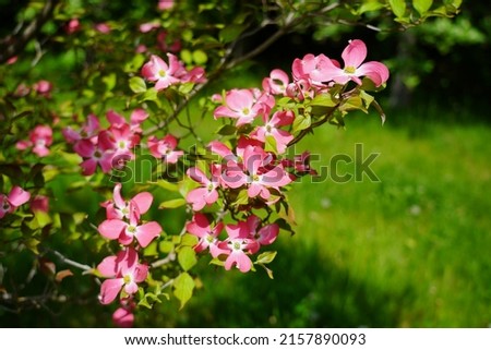 Dogwood blooming in the shade of pink. (Cornus florida) - Selective focus Royalty-Free Stock Photo #2157890093