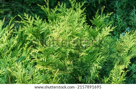 Close-up yellow-green texture of leaves western thuja (Thuja occidentalis). Nature landscape, fresh wallpaper and nature background concept. Selective focus.