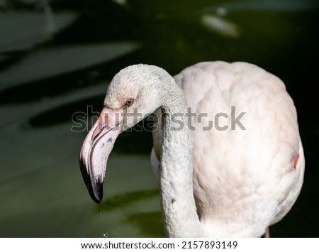 A closeup of a pink flamingo standing against a blurry green background on a sunny day