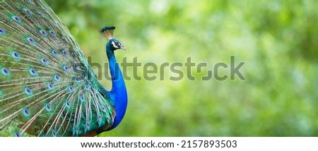 Portrait Peacock, Peafowl or Pavo cristatus, live in a forest natural park colorful spread tail-feathers gesture elegance. At Suan Phueng, Ratchaburi, Thailand. Leave space for banner text input. Royalty-Free Stock Photo #2157893503