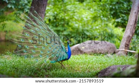Portrait Peacock, Peafowl or Pavo cristatus, live in a forest natural park full body side colorful spread tail-feathers gesture elegance. At Suan Phueng, Ratchaburi, Thailand. Royalty-Free Stock Photo #2157893519