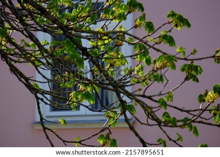 spring leaves by the pink home window