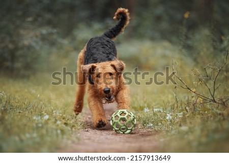 Airedale terrier dog playing with a toy Royalty-Free Stock Photo #2157913649