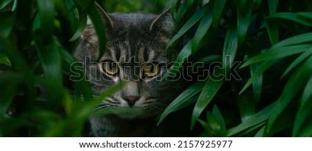 Cat among tall grass. Street cat. Beautiful cat. Cat eyes. Dark photo. Banner