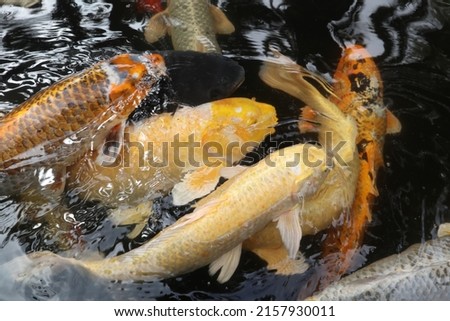 the colorful Cyprinus carpio are swimming in the koi pound close-up 