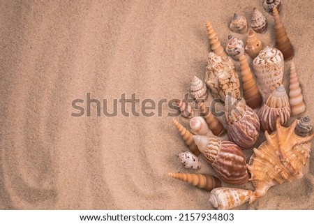 beautiful beige seashells on the sand, background for travel advertising, lettering, text, banner