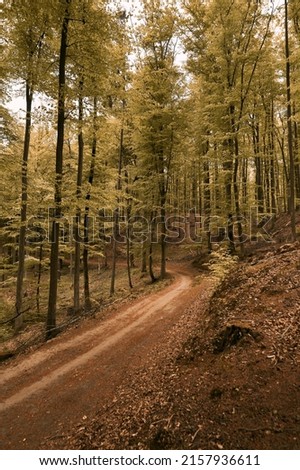 A close up of and off-road forest pathway with blurred background in summer. Concept photo of summer adventures in woods.