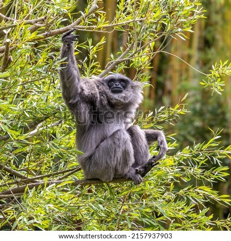 Silvery gibbon, Hylobates moloch. The silvery gibbon ranks among the most threatened species.