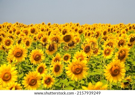 Kharkov, Ukraine. Sunflower fields with sunflower are blooming on the background of the sky on sunny days and hot weather. Sunflower is a popular field planted for vegetable oil production.