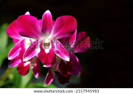 Close up image of purple color orchid flowers isolated on black background