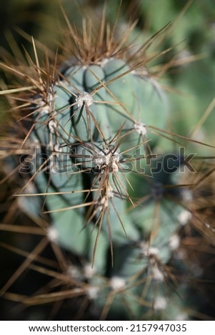 Overhead view of a circular green spiny cactus.Round green cactus, prickly plant, top view, lateral view. Tropical cactus plants with sharp spines growing

