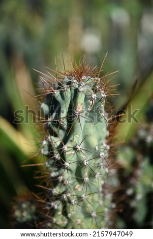 Overhead view of a circular green spiny cactus.Round green cactus, prickly plant, top view, lateral view. Tropical cactus plants with sharp spines growing
