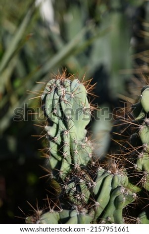 Overhead view of a circular green spiny cactus.Round green cactus, prickly plant, top view, lateral view. Tropical cactus plants with sharp spines growing

