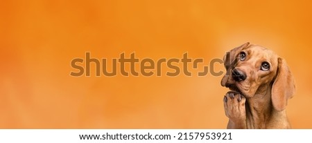 Smart cute dog thinking and looking up with panoramic space background.