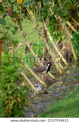 The red-wattled lapwing is an Asian lapwing or large plover, a wader in the family Charadriidae. Like other lapwings they are ground birds that are incapable of perching.