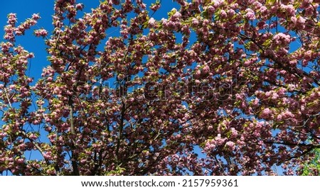  Prunus 'Kanzan' (Prunus serrulata or Prunus lannesiana) pink flowers in City park Krasnodar. Galitsky Park in spring 2021. Japanese cherry flowers as wallpaper background. Selective focus